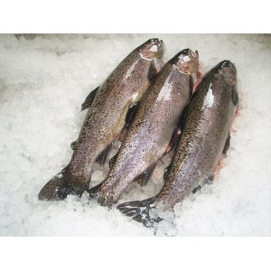 Fisch frisch