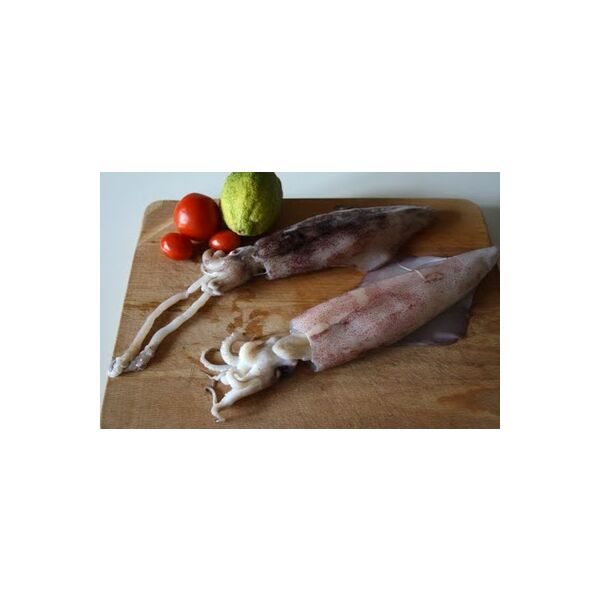 Tintenfisch ganz frisch / Calamari (decongelato) ungeputzt