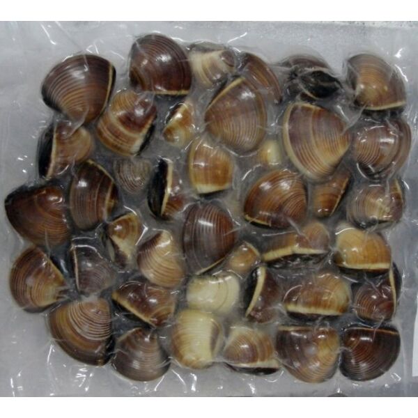 Vongole Venusm. mit Schale braun 40/60 gefr. 1kgx10