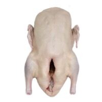 ZZZ Anatra surg. arrost. senza osso HAPPY DUCK 500-600g x 20