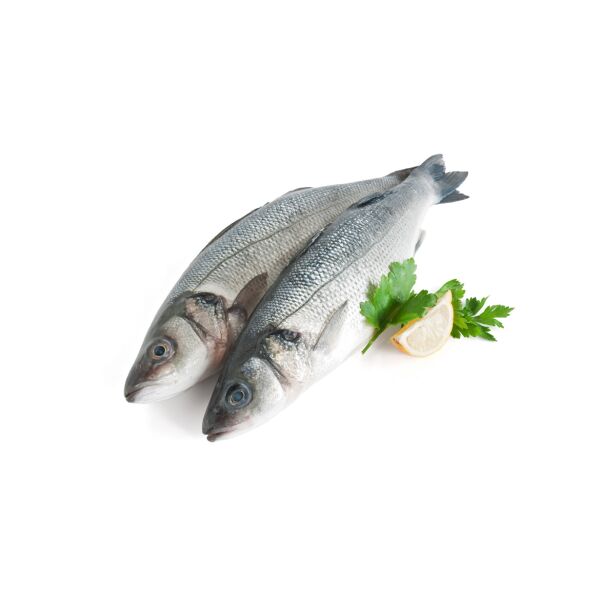 Branzino ganz, frisch, ausgen. 200/300gr Barsch