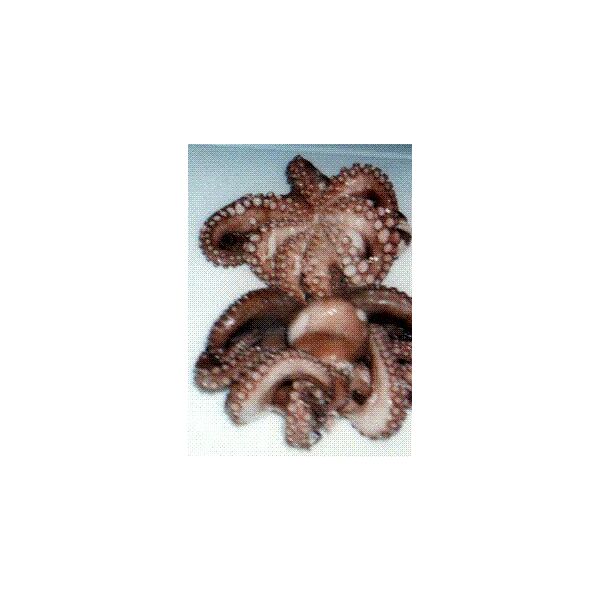 Piovra - Octopus frisch 700/1000gr