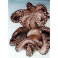 Piovra - Octopus frisch 700/1000gr