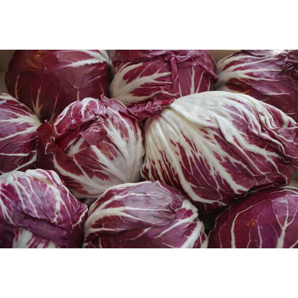 Salat Radicchio rot rund Chioggia ca.300gr ca.10St / Ki