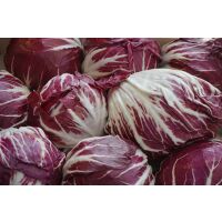 Salat Radicchio rot rund Chioggia ca.300gr ca.10St / Ki