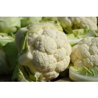 Karfiol Frisch Verpackt
