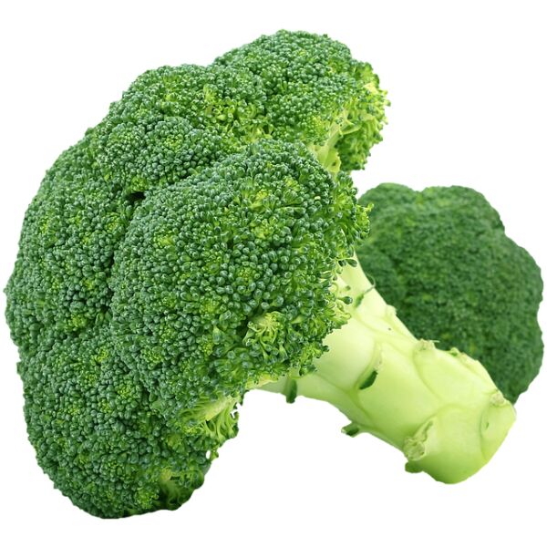 Broccoli frisch
