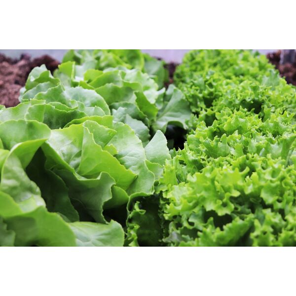 Salat Mix frisch (4 Sorten) ca.2,5kg / Ki (Lollo rot/gruen, Eichblatt rot/gruen)