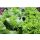 Salat Mix frisch (4 Sorten) ca.2,5kg / Ki (Lollo rot/gruen, Eichblatt rot/gruen)