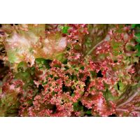 Salat Lollo rot ca.500gr