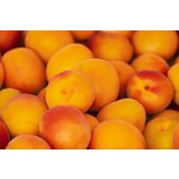 Aprikosen Marillen frisch ca.8kg / Ki
