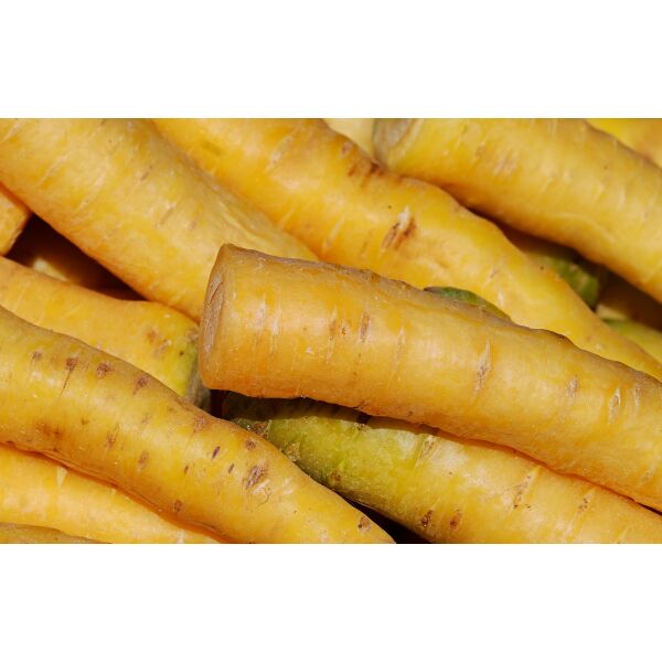 Karotten frisch gelb 5kg/Kiste