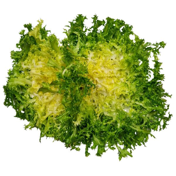 Salat Frisee Ki ca. 3kg