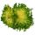 Salat Frisee Ki ca. 3kg