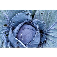 Blaukraut (Rotkraut) frisch KREUZHOF Schabs 1kg (ca.6 kg...