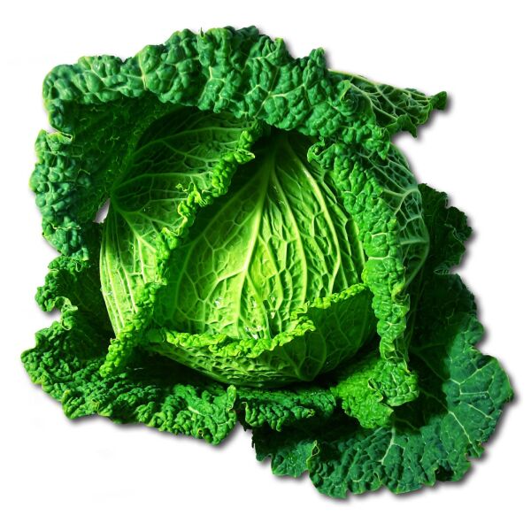 Savoia fresca ca.1kg x 8