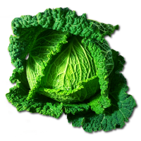 Savoia fresca ca.1kg x 8