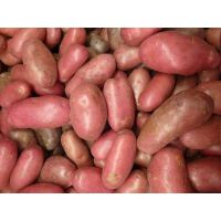 Kartoffel frisch ROT - Sack 10kg