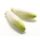 Salat Chicoree frisch (belgischer Zichorie) - Tasse 500gr x 10