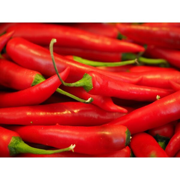 Chilli frisch Peperoncino rot - Bund