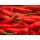 Chilli frisch Peperoncino rot - Bund