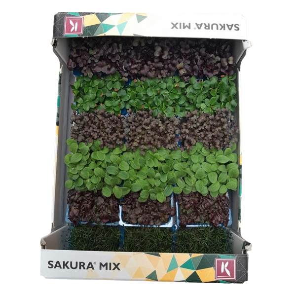 Mix Sakura fresco 1kg (Shiso) - cassa 1kg