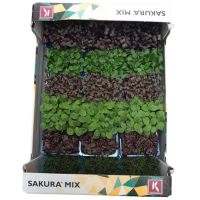 Kresse frisch Sakura MIX (Shiso) - Kiste 1kg