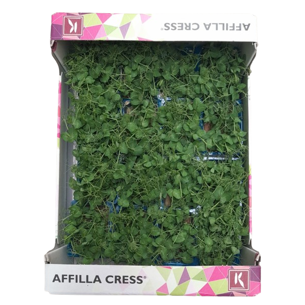 Kresse frisch Affilla (Erbsenkresse)- Kiste 1kg 